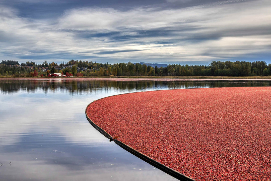 Cranberry Boom