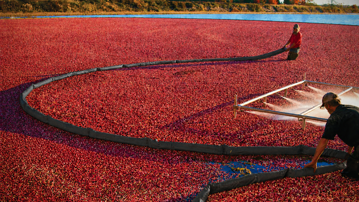 Cranberry Boom