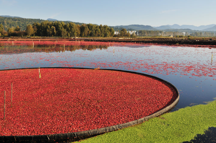 Cranberry Boom