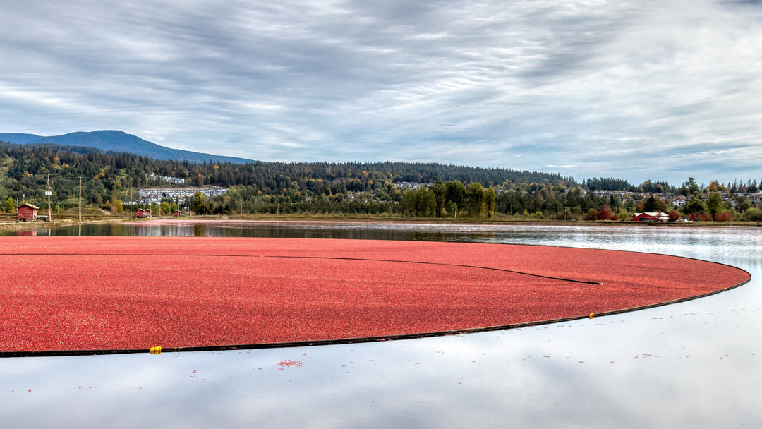 Cranberry Boom